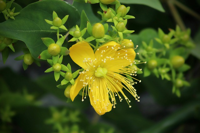 105 Using St John’s Wort To Help With Depression – Fact Or Fallacy?